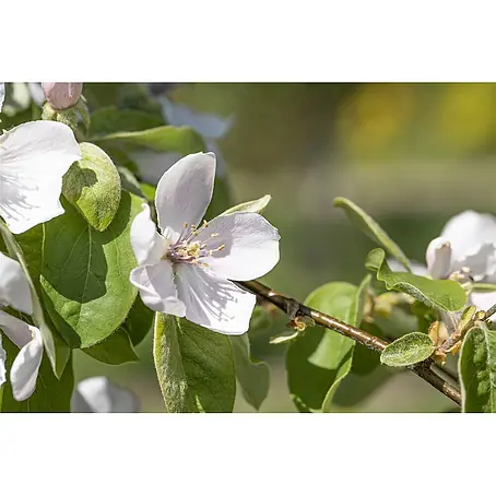 Pflanzen für dich  Obstbaum 150-200 cm