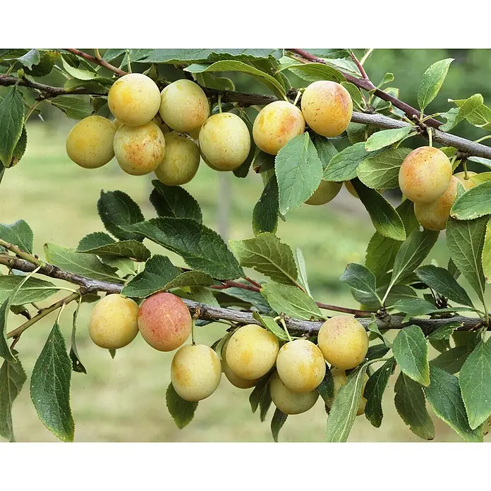 Pflanzen für dich Obstbaum 40 cm - Prunus domestica 'Mirabelle von Nancy' - Gelbe Pflaumen mit etwas Rot auf belaubten Zweigen reifend.