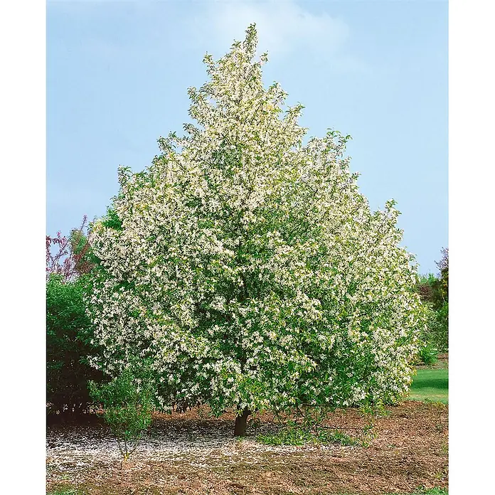 Pflanzen für dich Obstbaum 150-200 cm - Pyrus communis 'Gräfin von Paris' - Ein ausgewachsener Baum, der mit zahlreichen weißen Blüten und grünen Blättern in einem Garten blüht.
