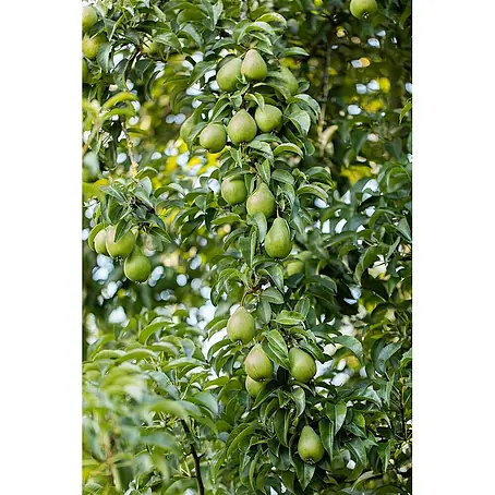 Pflanzen für dich  Obstbaum 150-200 cm