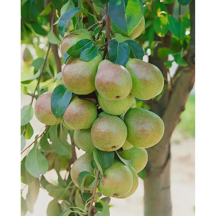Pflanzen für dich Obstbaum 150-200 cm - Pyrus communis 'Gräfin von Paris' - Eine Gruppe unreifer Birnen hängt an einem Ast zwischen grünen Blättern.