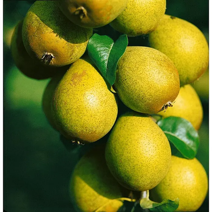Pflanzen für dich Obstbaum 150-200 cm - Pyrus communis 'Gräfin von Paris' - Traube reifer, gelb-grüner Birnen, gesprenkelt, an einem Ast hängend.