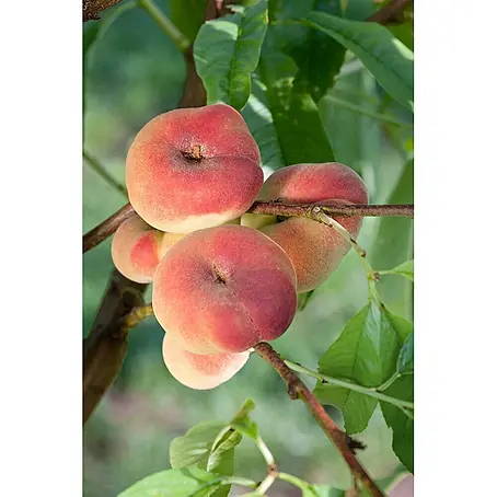 Pflanzen für dich  Obstbaum 100-150 cm