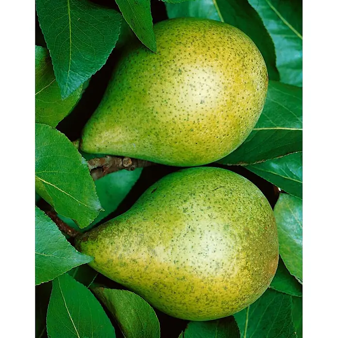 Pflanzen für dich Obstbaum 150-200 cm - Pyrus communis 'Gräfin von Paris' - Zwei reife, gesprenkelte grüngelbe Birnen hängen an einem Ast, umgeben von sattgrünen Blättern.