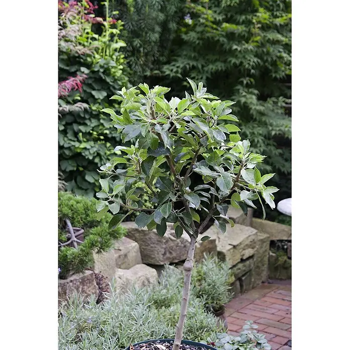 Pflanzen für dich Obstbaum 60cm - Malus domestica - Kleiner Topfbaum mit grünen Blättern und braunem Stamm, in einem Garten präsentiert.