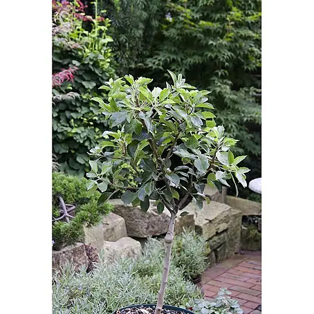 Pflanzen für dich  Obstbaum 60cm