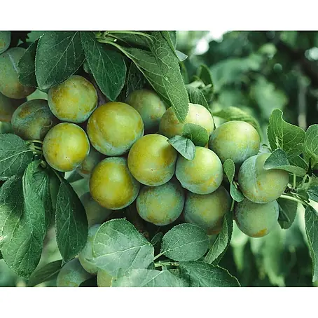 Pflanzen für dich  Obstbaum 150-200cm