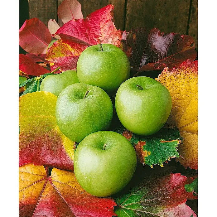 Pflanzen für dich Obstbaum 150-200cm - Malus domestica 'Granny Smith' - Mehrere hellgrüne Äpfel eingebettet in bunte Herbstblätter.