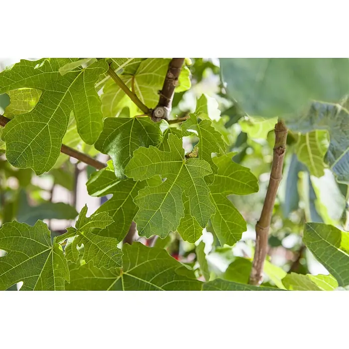Pflanzen für dich Obstbaum 100-125 cm - Ficus carica - Saftig grüne Feigenblätter und braune Äste eines Feigenbaums mit detaillierten Blattadern.