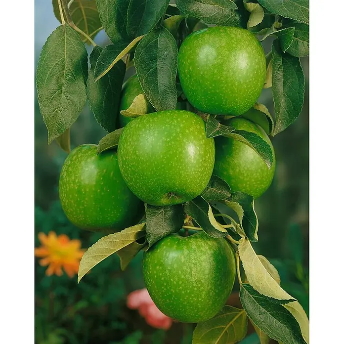Pflanzen für dich Obstbaum 150-200cm - Malus domestica 'Granny Smith' - Mehrere reife grüne Äpfel hängen an einem Ast, umgeben von saftig grünen Blättern.
