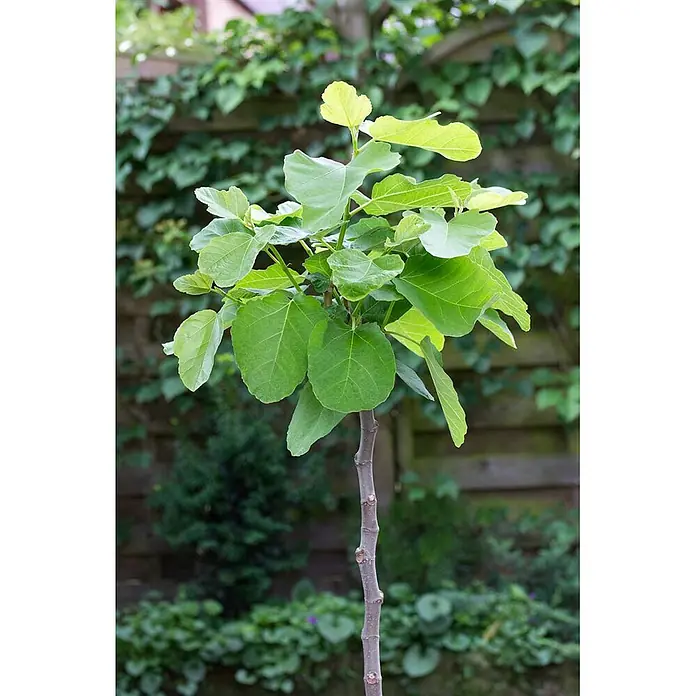 Pflanzen für dich Obstbaum 100-125 cm - Ficus carica - Junger Feigenbaum mit leuchtend grünen Blättern und schlankem braunem Stamm.