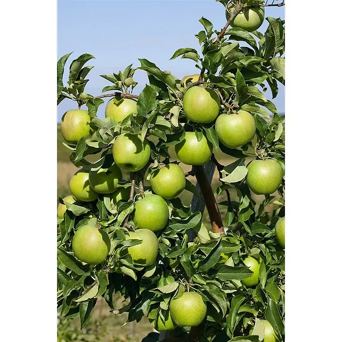 Pflanzen für dich Obstbaum 150-200cm - Malus domestica 'Granny Smith' - Grüne Äpfel, die reichlich an einem Baumzweig wachsen.