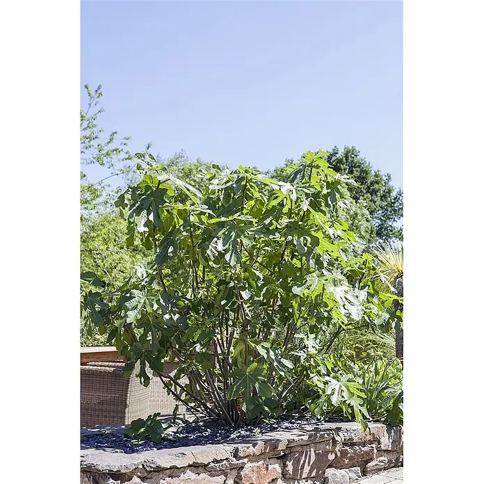 Pflanzen für dich Obstbaum 100-125 cm - Ficus carica - Ein kräftiger Feigenbusch mit großen grünen Blättern in einem erhöhten Steingartenbeet unter blauem Himmel.