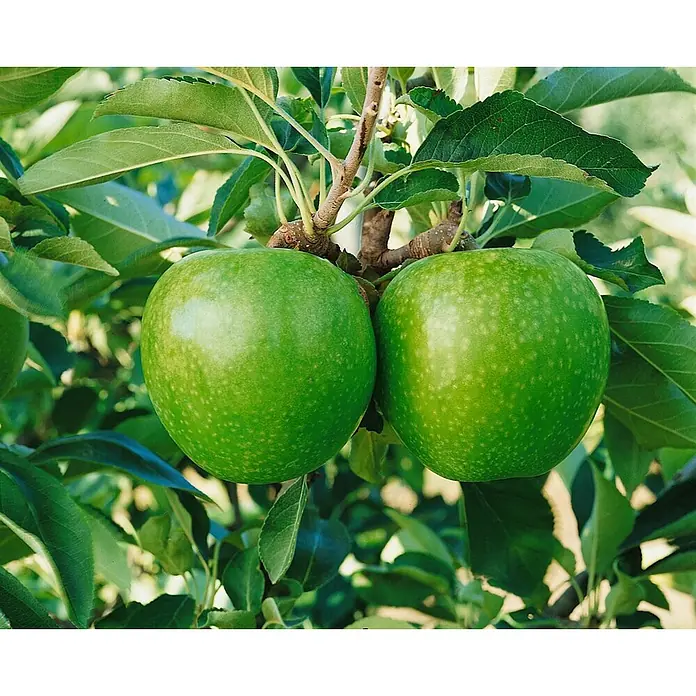 Pflanzen für dich Obstbaum 150-200cm - Malus domestica 'Granny Smith' - Zwei grüne Äpfel hängen an einem Ast.