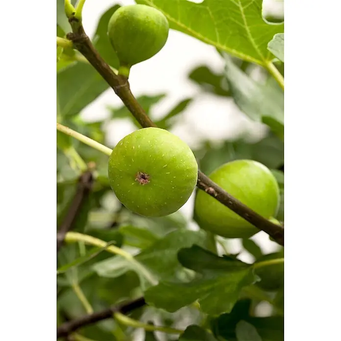 Pflanzen für dich Obstbaum 100-125 cm - Ficus carica - Mehrere unreife grüne Feigen hängen an einem Ast zwischen grünen Blättern.