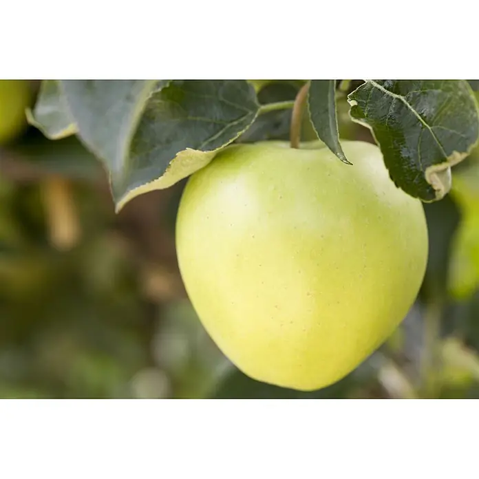 Pflanzen für dich Obstbaum 150-200cm - Malus domestica 'Golden Delicious' - Ein reifer, grün-gelber Apfel mit kleinen Flecken, der an einem belaubten Ast am Baum hängt.