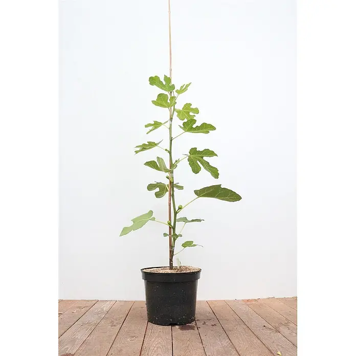 Pflanzen für dich Obstbaum 100-125 cm - Ficus carica - Junge Feigenpflanze mit grünen Blättern, kleinen Feigen und Holzstütze, in schwarzem Topf auf Holzfußboden.