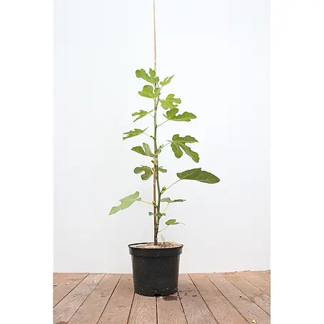 Pflanzen für dich  Obstbaum 100-125 cm