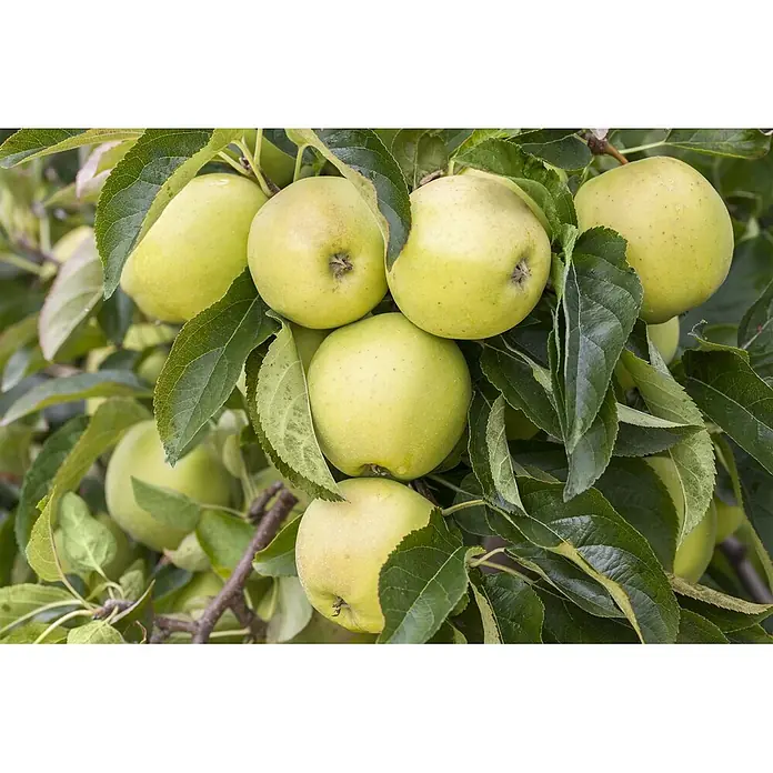 Pflanzen für dich Obstbaum 150-200cm - Malus domestica 'Golden Delicious' - Nahaufnahme mehrerer reifer, gelbgrüner Äpfel an einem Ast mit grünen Blättern.