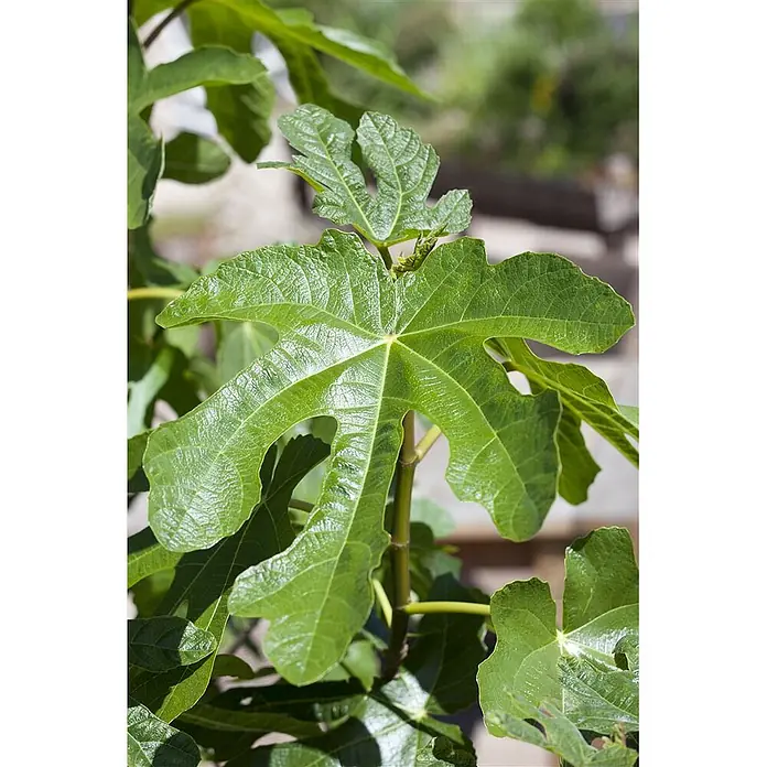 Pflanzen für dich Obstbaum 100-125 cm - Ficus carica - Lebhafte grüne Feigenpflanze mit großen, deutlich gelappten Blättern und ausgeprägter Äderung.