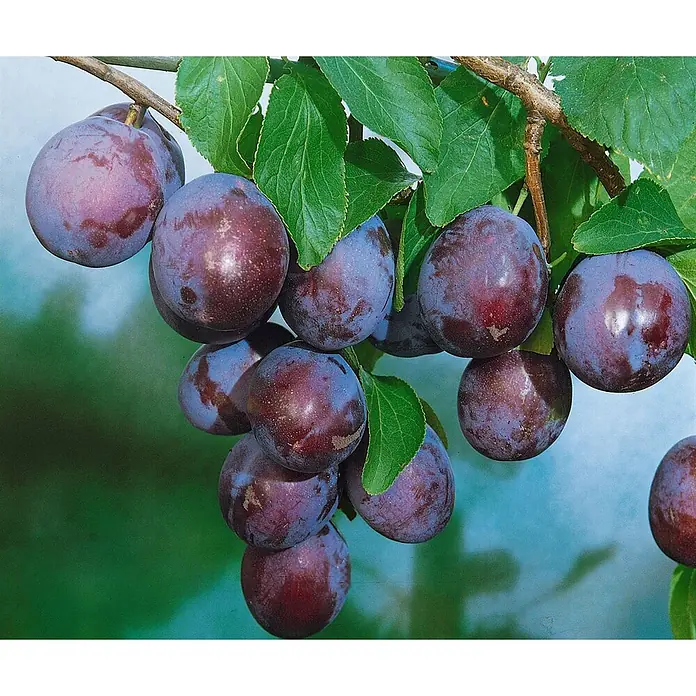 Pflanzen für dich Obstbaum 150-200cm - Prunus domestica 'Ersinger Frühzwetsche' - Reife, dunkelviolette Pflaumen an einem Baumast mit grünen Blättern.