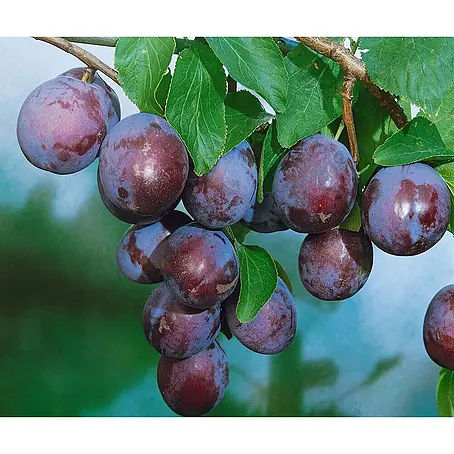 Pflanzen für dich  Obstbaum 150-200cm