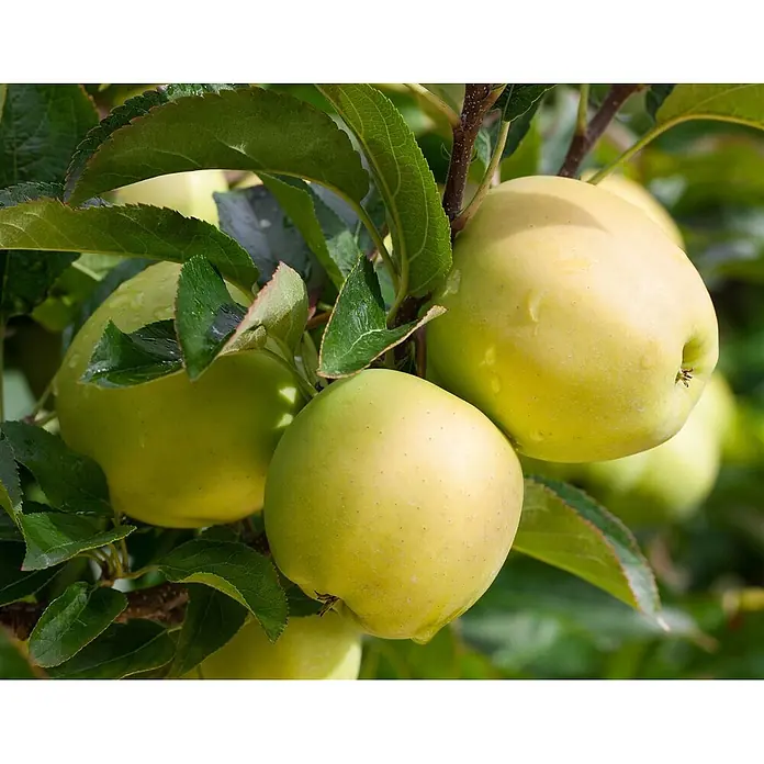 Pflanzen für dich Obstbaum 150-200cm - Malus domestica 'Golden Delicious' - Mehrere reife gelb-grüne Äpfel hängen an einem Ast zwischen grünen Blättern.