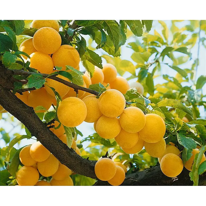 Pflanzen für dich Obstbaum 150-200cm - Prunus domestica 'Golden Japan' - Reife gelbe Pflaumen hängen dicht an einem belaubten Ast.