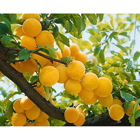Pflanzen für dich  Obstbaum 150-200cm