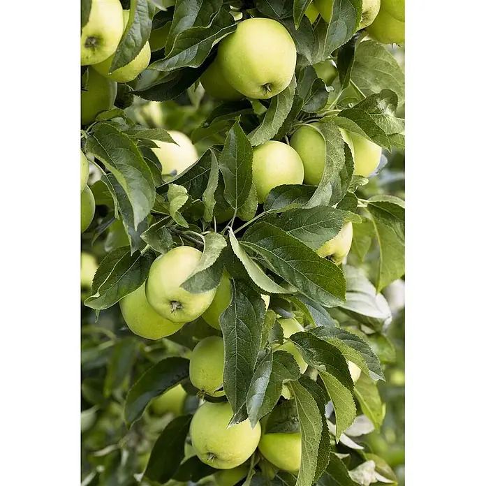 Pflanzen für dich Obstbaum 150-200cm - Malus domestica 'Golden Delicious' - Büschel grüne Äpfel an einem Baum, umgeben von Blättern.