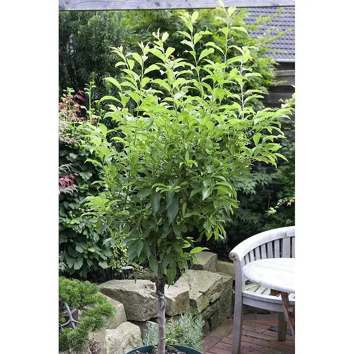 Pflanzen für dich Obstbaum 60cm - Prunus domestica - Topfbaum mit lebhaften grünen Blättern, auf einer Terrasse mit Steinelementen.