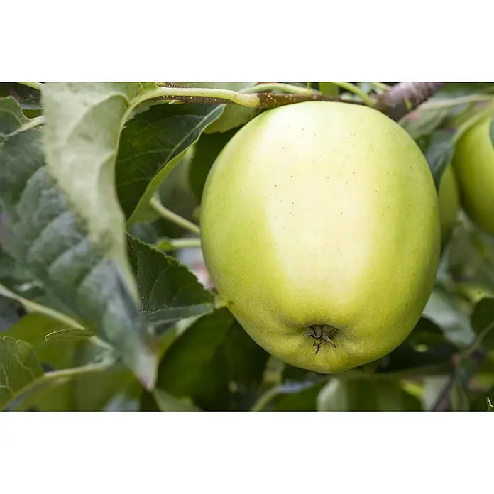 Pflanzen für dich Obstbaum 150-200cm - Malus domestica 'Golden Delicious' - Grüner Apfel mit gelblichem Stich, hängt an einem Ast zwischen grünen Blättern.