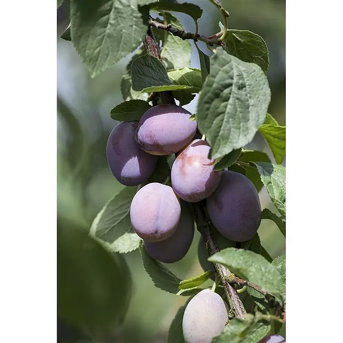 Pflanzen für dich Obstbaum 60cm - Prunus domestica - Reife lila Pflaumen hängen an einem belaubten Ast.
