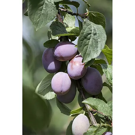 Pflanzen für dich  Obstbaum 60cm