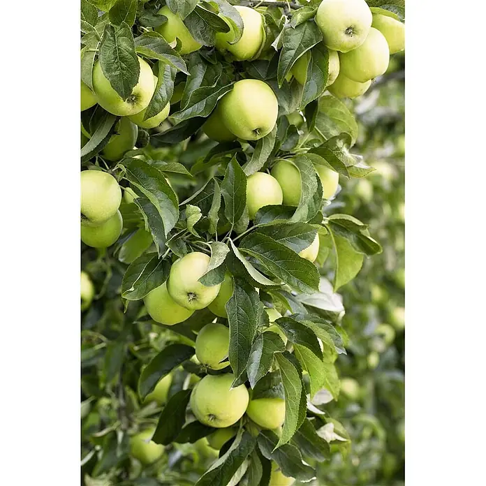 Pflanzen für dich Obstbaum 150-200cm - Malus domestica 'Golden Delicious' - Grüne Äpfel hängen an einem Baumzweig inmitten von saftig grünen Blättern, erntereif.