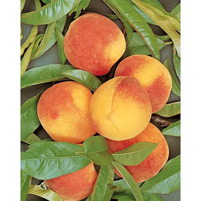Pflanzen für dich Obstbaum 150-200cm - Prunus persica 'South Haven' - Fünf reife rot-gelbe Pfirsiche, eingebettet in grüne Blätter.