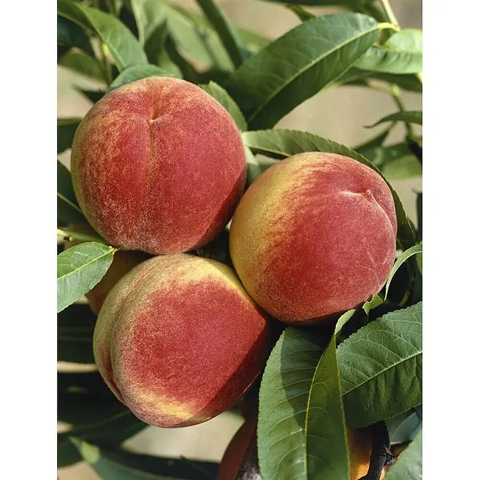 Pflanzen für dich Obstbaum 150-200cm - Prunus persica 'South Haven' - Drei reife Pfirsiche mit rot-gelber, flaumiger Haut, die an einem Ast zwischen grünen Blättern hängen.