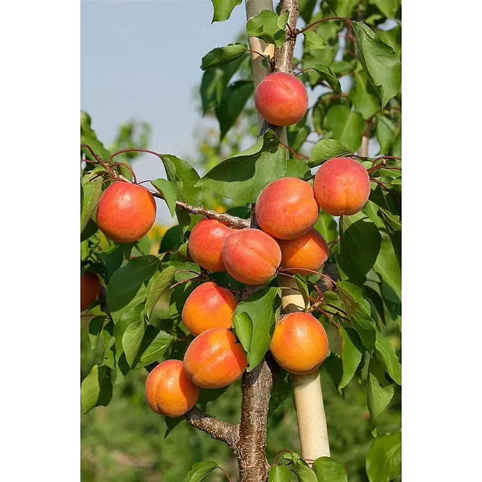 Pflanzen für dich Obstbaum 150-200cm - Prunus armeniaca 'Harcot' - Reife orange und rote Aprikosen hängen an einem Ast eines Baumes mit grünen Blättern.