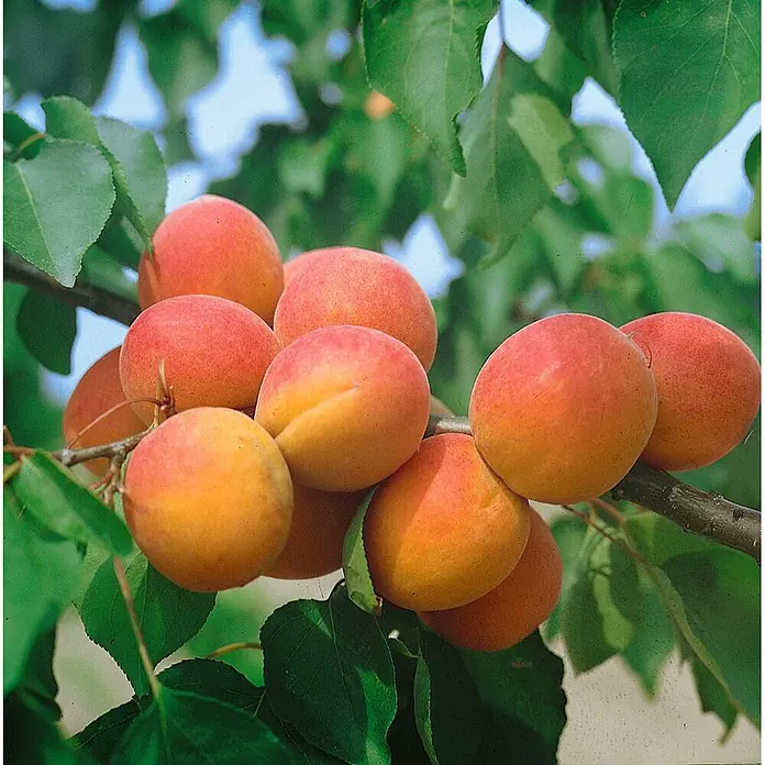 Pflanzen für dich Obstbaum 150-200cm - Prunus armeniaca 'Harcot' - Reife orangefarbene Aprikosen mit roter Färbung hängen an einem belaubten Ast.