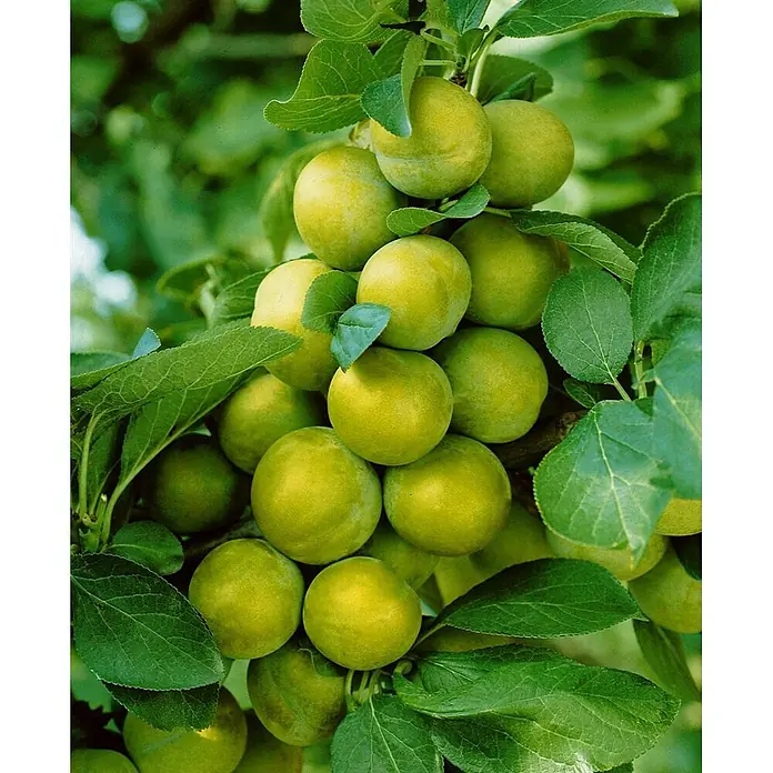 Pflanzen für dich Obstbaum 150-200cm - Prunus domestica 'Quillins Reneklode' - Gruppe runder, hellgrüner Früchte, die an einem belaubten Ast wachsen.