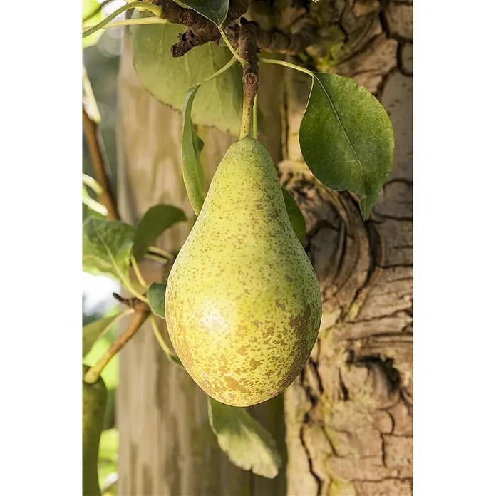 Pflanzen für dich Obstbaum Birne 'Conferencebirne' - Terrassenobst Zwergobst - Eine reife, gesprenkelte grün-gelbe Birne hängt an einem Ast, mit Blättern und Baumrinde im Hintergrund.