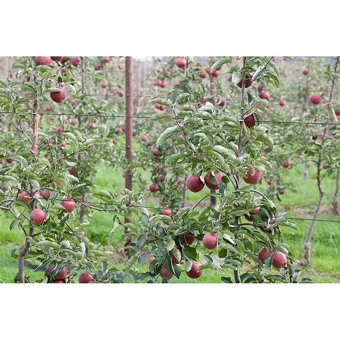 Pflanzen für dich Obstbaum 150-200cm - Malus domestica 'Jonagold' - Apfelbäume in einer Obstplantage, beladen mit reifen roten Äpfeln. Stützdrähte verlaufen zwischen den Bäumen.
