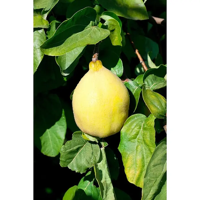 Pflanzen für dich Obstbaum 40 cm - Cydonia oblonga 'Birnenquitte' - Eine flaumige gelbe Quitte hängt an einem Ast zwischen grünen Blättern.