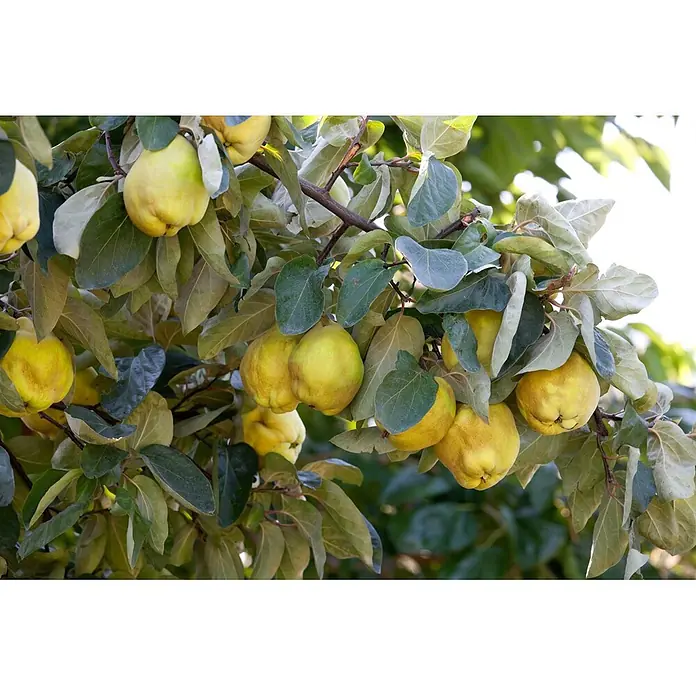 Pflanzen für dich Obstbaum 40 cm - Cydonia oblonga 'Birnenquitte' - Reife gelbe Quitten hängen an einem belaubten Ast.