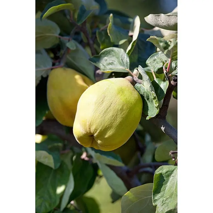 Pflanzen für dich Obstbaum 40 cm - Cydonia oblonga 'Birnenquitte' - Zwei gelb-grüne Quitten mit pelziger Textur hängen an einem belaubten Ast.