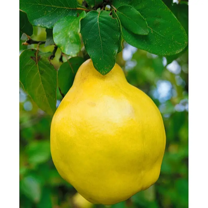 Pflanzen für dich Obstbaum 40 cm - Cydonia oblonga 'Birnenquitte' - Eine große, reife gelbe Quittenfrucht hängt an einem Ast, umgeben von grünen Blättern.