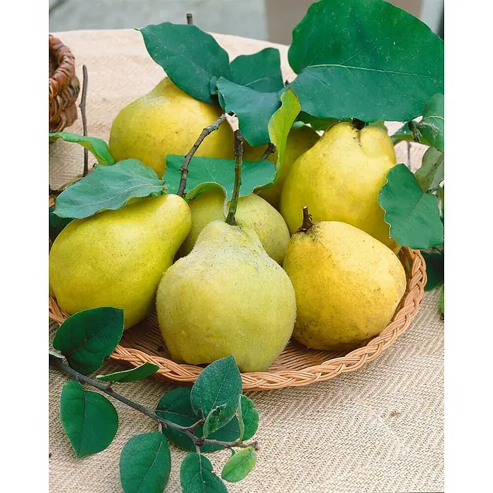 Pflanzen für dich Obstbaum 40 cm - Cydonia oblonga 'Birnenquitte' - Frische gelb-grüne Quitten, teils flaumig, mit grünen Blättern in einem Weidenkorb.