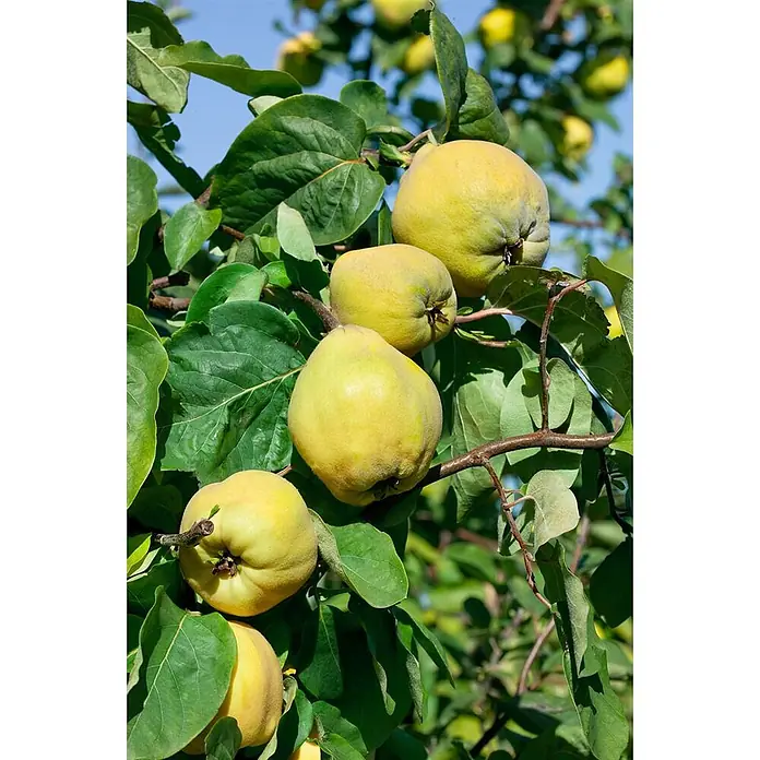 Pflanzen für dich Obstbaum 40 cm - Cydonia oblonga 'Birnenquitte' - Mehrere reife, gelb-grüne Quitten hängen an einem Baumast, umgeben von grünen Blättern, vor blauem Himmel.