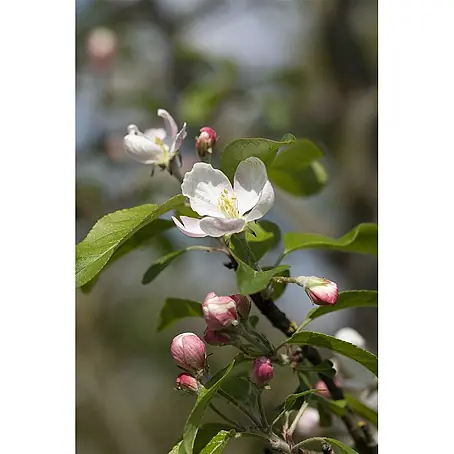 Pflanzen für dich  Obstbaum 150-200cm