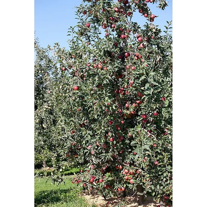 Pflanzen für dich Obstbaum 150-200cm - Malus domestica 'Gloster 69' - Ein Apfelbaum voller reifer roter Äpfel zwischen grünen Blättern, in einem Obstgarten.